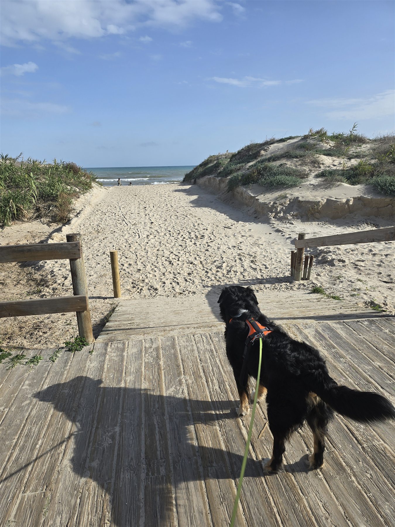 Hund auf dem Strandweg