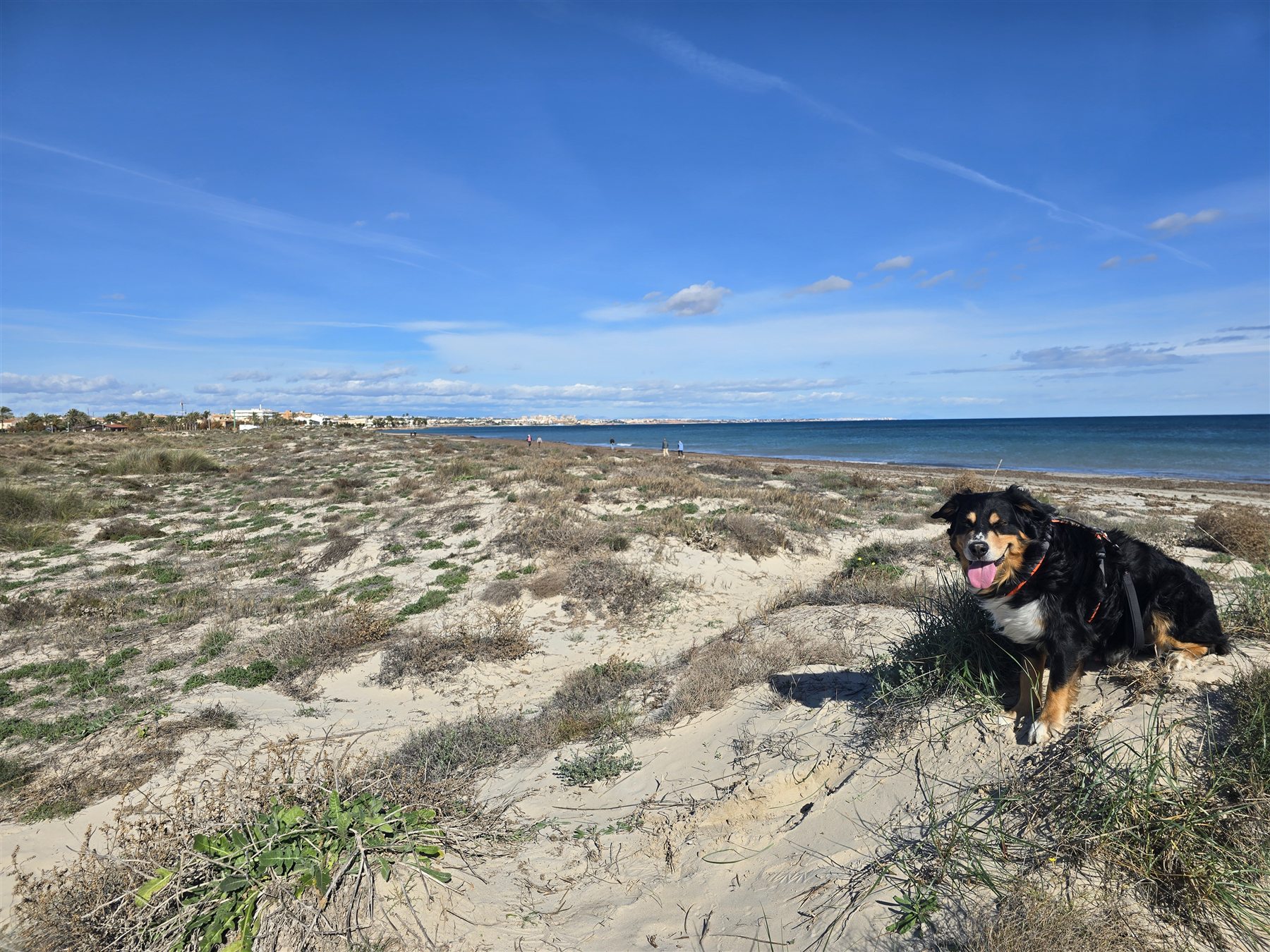 Hund in den Dünen am Meer