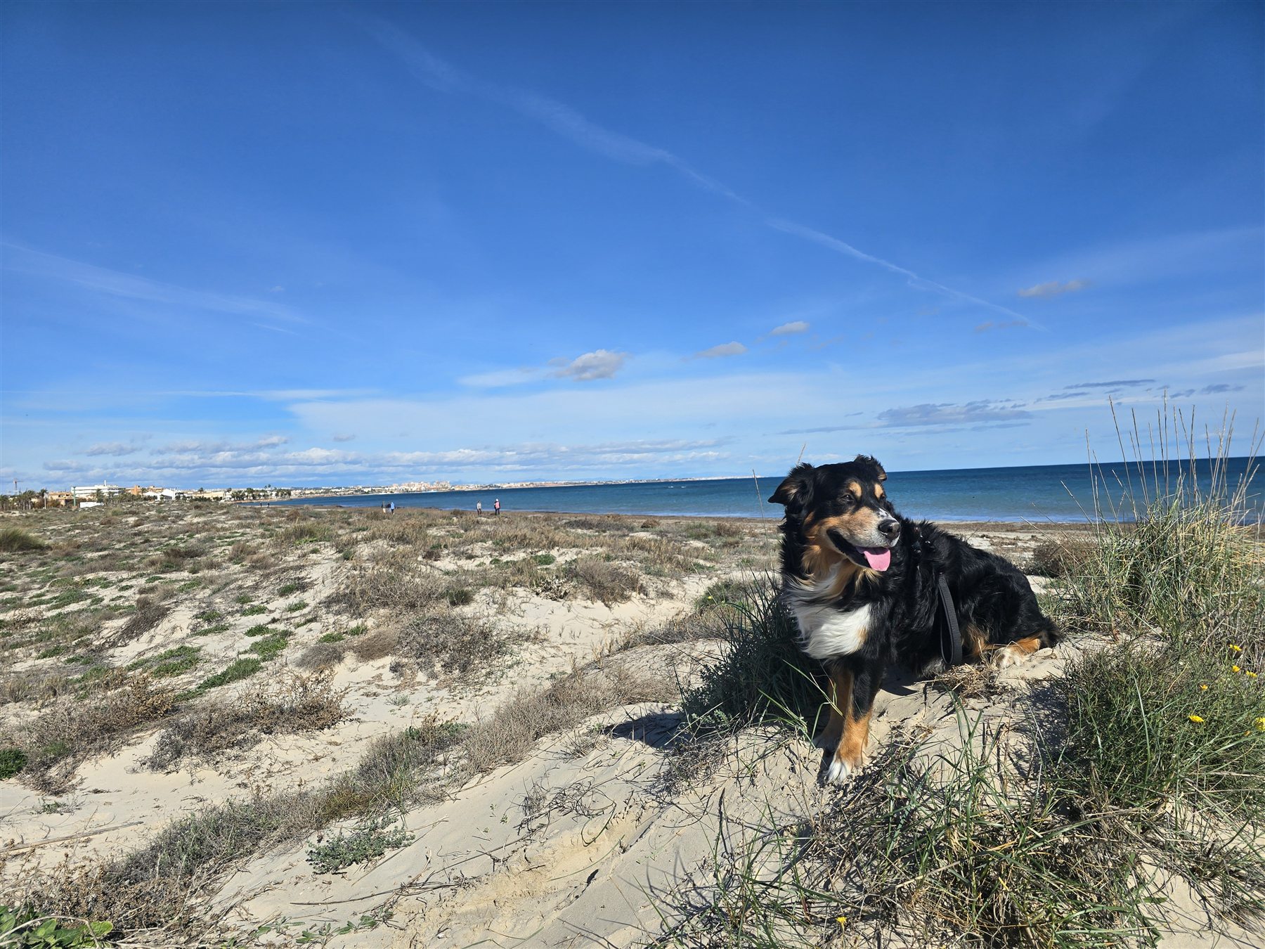 Hund am Strand
